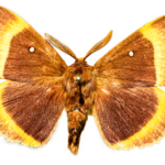 Elogio della diversità: Viaggio negli ecosistemi italiani