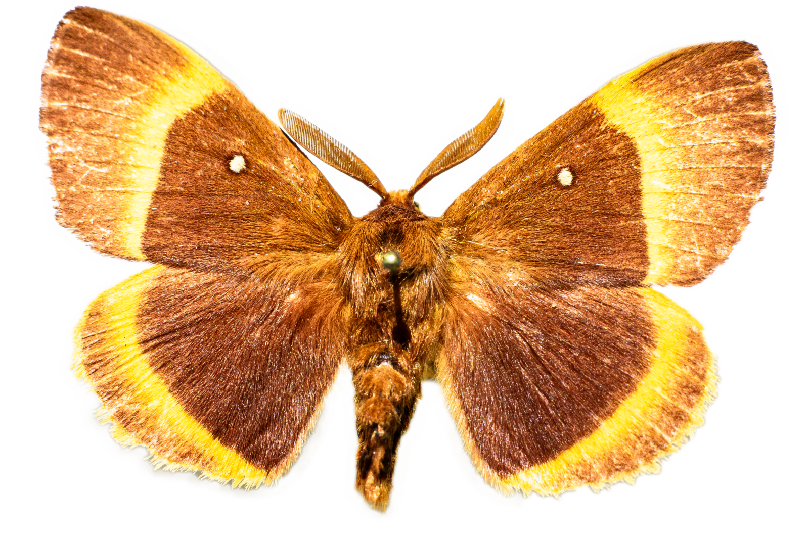 Elogio della diversità: Viaggio negli ecosistemi italiani